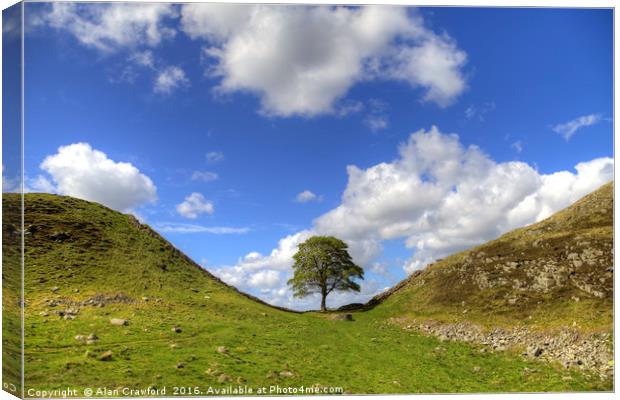 Sycamore Gap on Hadrian's Wall Canvas Print by Alan Crawford
