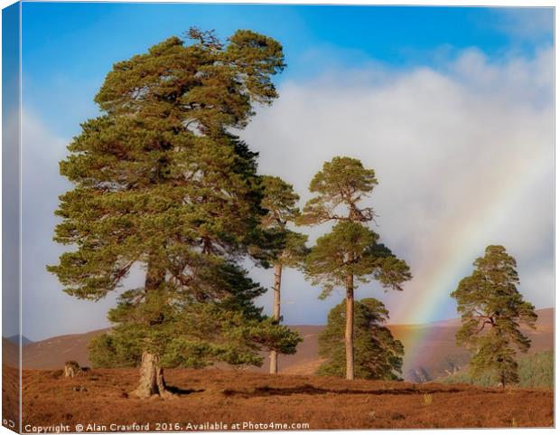 Scots Pines and Rainbow Canvas Print by Alan Crawford