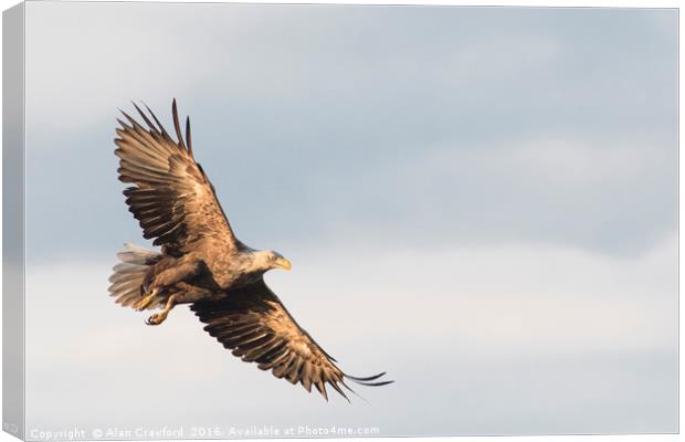 White Tailed Eagle, Finland Canvas Print by Alan Crawford