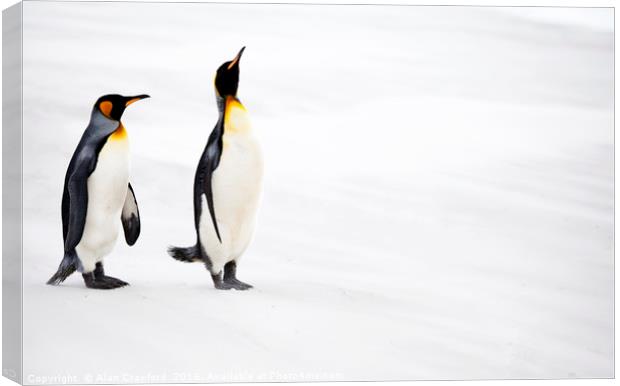 King Penguins, Falkland Islands Canvas Print by Alan Crawford