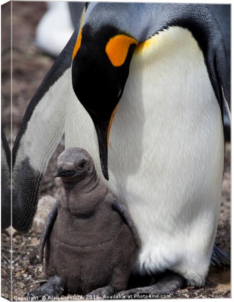 King Penguin with chick, Falkland Islands Canvas Print by Alan Crawford
