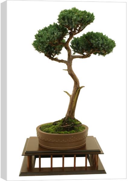 Juniper Bonsai Tree on White Canvas Print by Alan Crawford