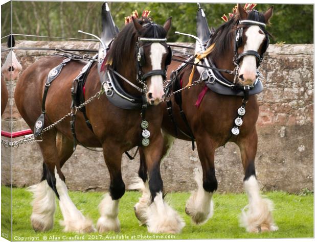 A Pair of Clydesdale Horses in full tack Canvas Print by Alan Crawford