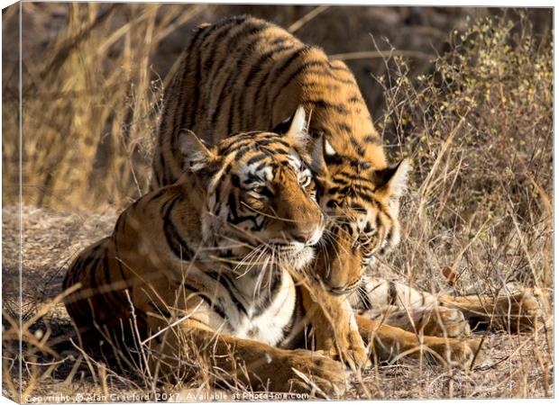 Tiger and Cub, India Canvas Print by Alan Crawford
