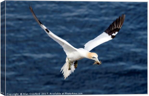 Gannet in Flight Canvas Print by Alan Crawford