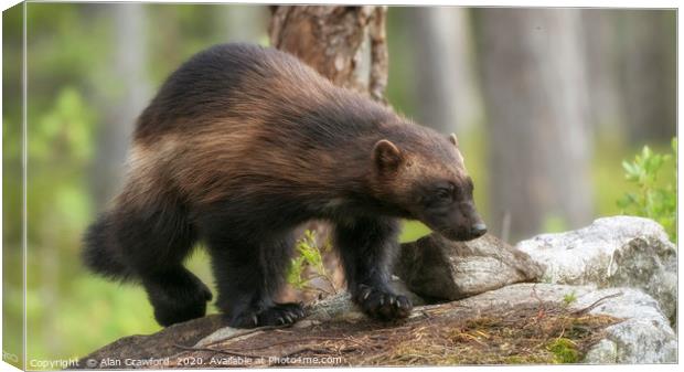 Wolverine, Finland Canvas Print by Alan Crawford