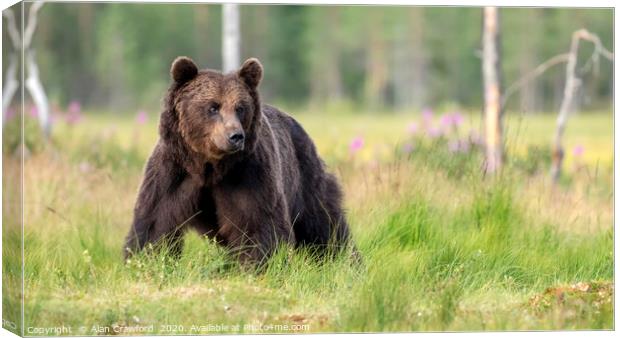 European Brown Bear, Finland Canvas Print by Alan Crawford