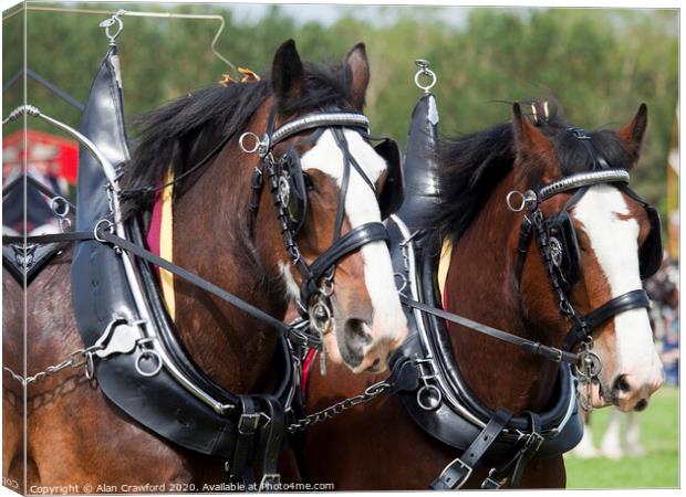 Two Clydesdale Horses in Harness Canvas Print by Alan Crawford