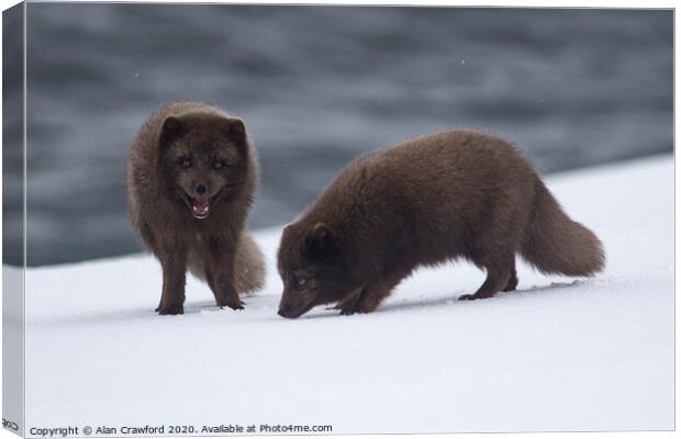 Arctic foxes in Iceland Canvas Print by Alan Crawford