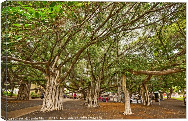 Banyan Tree Park in Maui, Hawaii. Canvas Print by Jamie Pham