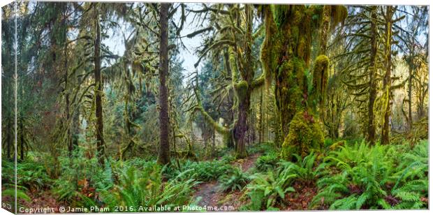 Hall of Mosses in the Hoh Rainforest. Canvas Print by Jamie Pham