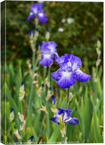 Beautiful and colorful Iris. Canvas Print by Jamie Pham