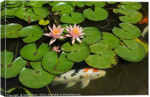 Beautiful lily pond with pink water lilies in bloo Canvas Print by Jamie Pham