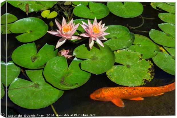 Beautiful lily pond with pink water lilies in bloo Canvas Print by Jamie Pham