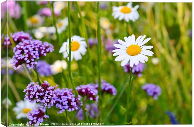 Pretty daisy (Bellis perennis) among a field with  Canvas Print by Jamie Pham