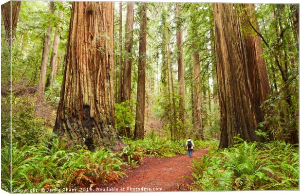 The beautiful and massive giant redwoods, Sequoia  Canvas Print by Jamie Pham