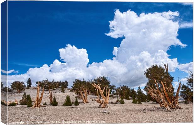 Dramatic view of the Ancient Bristlecone Pine Fore Canvas Print by Jamie Pham