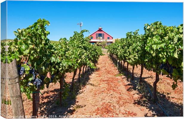 Beautiful view of wine vineyards in Napa Valley. Canvas Print by Jamie Pham