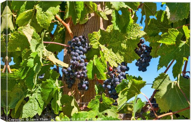 Beautiful view of wine vineyards in Napa Valley. Canvas Print by Jamie Pham