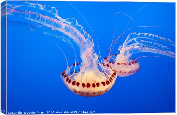 Large jellyfish, Atlantic Sea Nettle Canvas Print by Jamie Pham