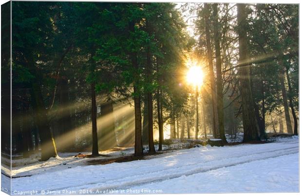 Let there be light. Sun beams pouring through a fo Canvas Print by Jamie Pham