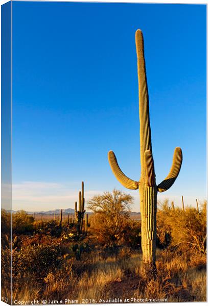 Saguaro Cactus Sunrise Canvas Print by Jamie Pham