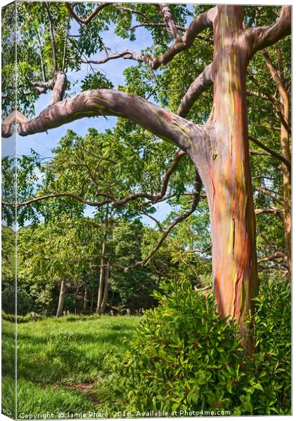 The colorful and magical Rainbow Eucalyptus tree Canvas Print by Jamie Pham