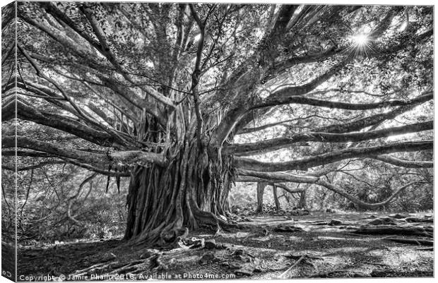 The large and majestic banyan tree located on the  Canvas Print by Jamie Pham