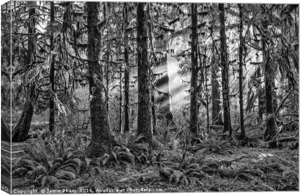 The Hoh Rainforest of Olympic National Park in Was Canvas Print by Jamie Pham