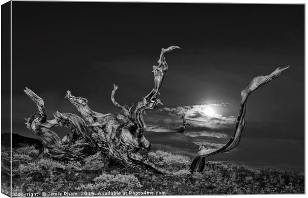 Dramatic view of the Ancient Bristlecone Pine Fore Canvas Print by Jamie Pham