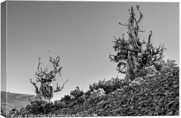 Dramatic view of the Ancient Bristlecone Pine Fore Canvas Print by Jamie Pham