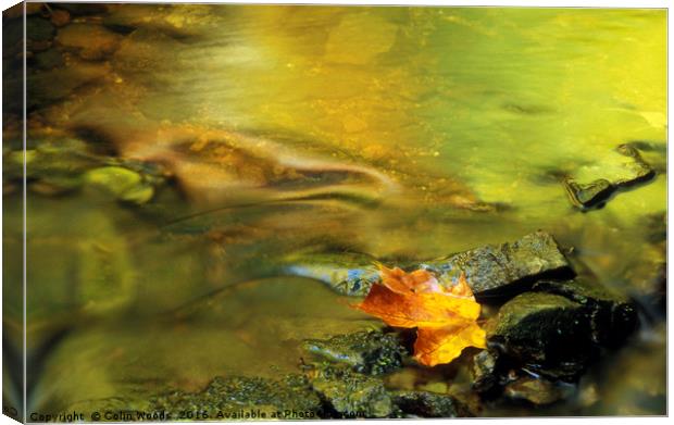 A single fallen maple leaf in a stream in Quebec Canvas Print by Colin Woods