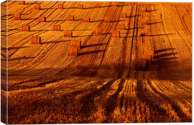 Fields in Autumn Canvas Print by Colin Woods