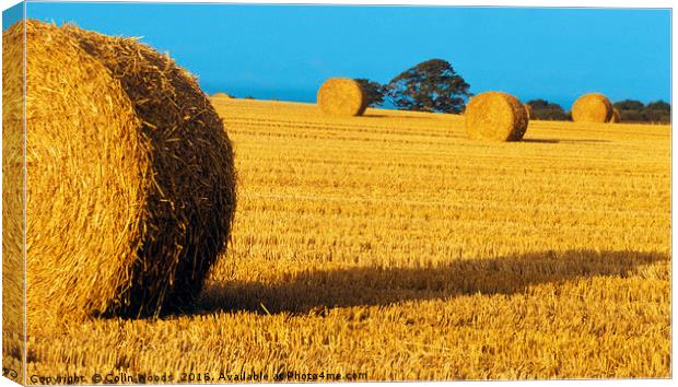 Rolls of hay  Canvas Print by Colin Woods
