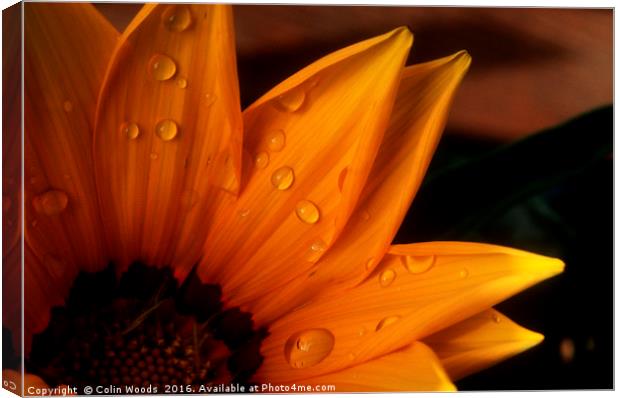 Raindrops on a flower Canvas Print by Colin Woods