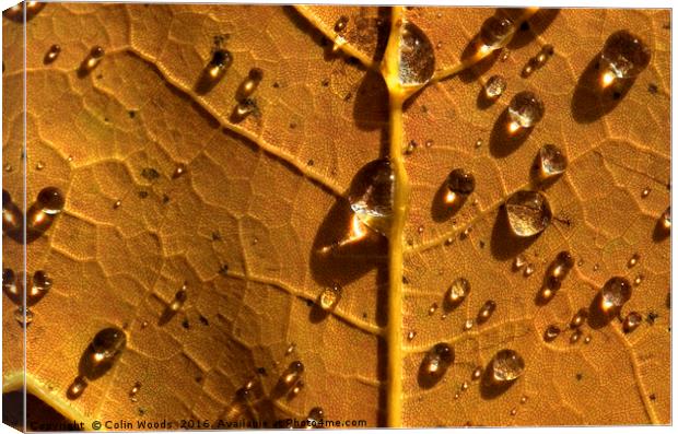 Raindrops on autumn maple Canvas Print by Colin Woods