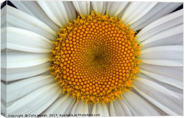 Daisy Centre Canvas Print by Colin Woods