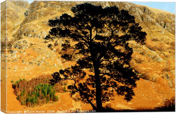A gorgeous pine tree and Ben Nevis Canvas Print by Colin Woods