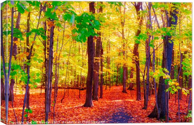A Path in a wood in Quebec Canvas Print by Colin Woods
