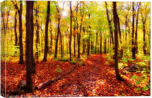 A Path in a wood in Quebec Canvas Print by Colin Woods
