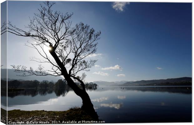 Trees by Ullswater in the Lake District Canvas Print by Colin Woods