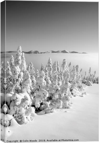 Snowy forest in Quebec Canvas Print by Colin Woods