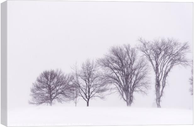 Winter trees on the Plains of Abraham Canvas Print by Colin Woods