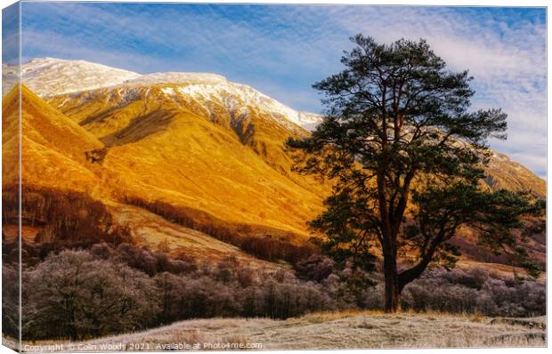 Scots Pine in Glen Nevis, Scotland Canvas Print by Colin Woods