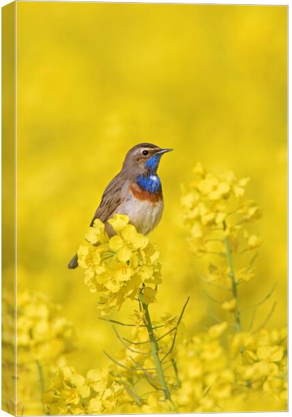 White-Spotted Bluethroat in Spring Canvas Print by Arterra 