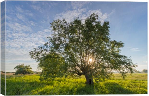 Lone Tree in Meadow at Sunrise Canvas Print by Arterra 