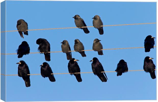 Rooks and Jackdaws on Telephone Wires Canvas Print by Arterra 