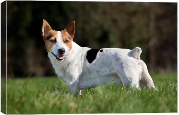 Smooth Coated Jack Russell Terrier Canvas Print by Arterra 