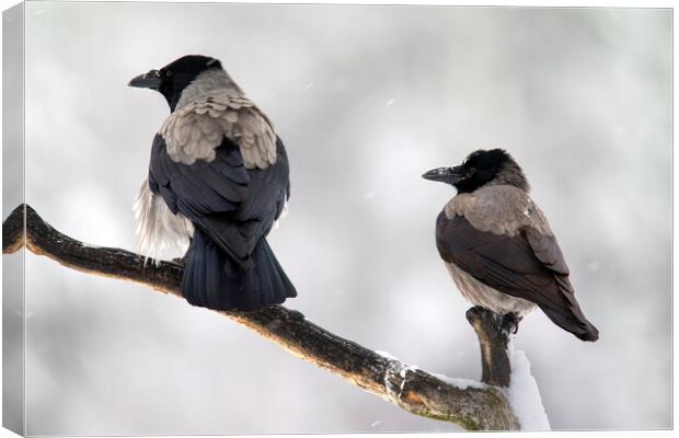 Hooded Crow Pair in the Snow Canvas Print by Arterra 