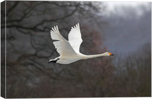 Whooper Swan in Flight Canvas Print by Arterra 